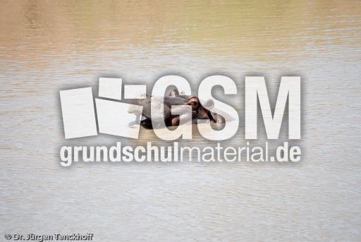 Flusspferd (44 von 104).jpg